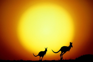 The Kangaroo Hop Australia200335002 300x200 - The Kangaroo Hop Australia - Spring, Kangaroo, Australia